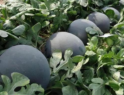 黑网料吃瓜网地,网络暗流涌动的真相
