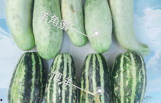 满背网红吃瓜,满背网红背后的故事