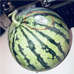 吃瓜网红红桃,吃瓜网红的瓜田奇遇记