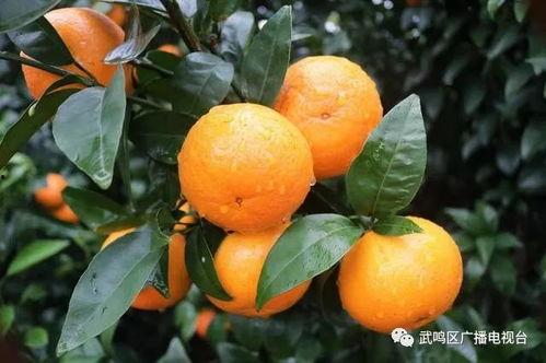 桐桐网红吃瓜,揭秘娱乐圈幕后真相
